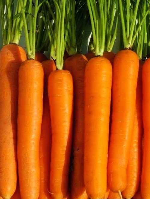 Морковь "Лагуна F1" 1г фото-0