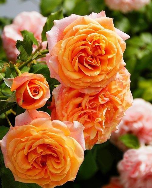 Роза флорибунда желто-оранжевый "Ла Вилла Кота" (саженец класса АА+) высший сорт фото-0