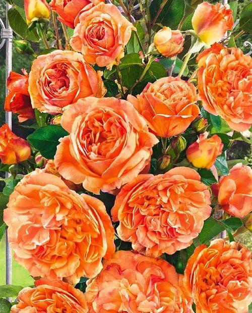 Роза плетистая оранжево-розовая полумахровая "Алхимист" (саженец класса АА+) высший сорт  фото-0