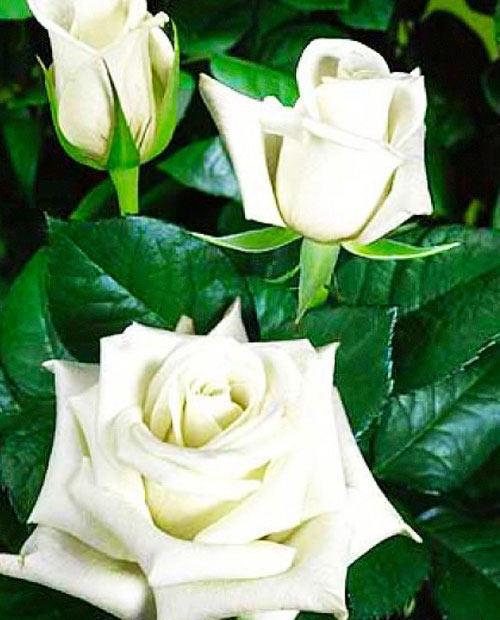 Роза чайно-гибридная белая "Анастасия" (саженец класса АА+) высший сорт фото-