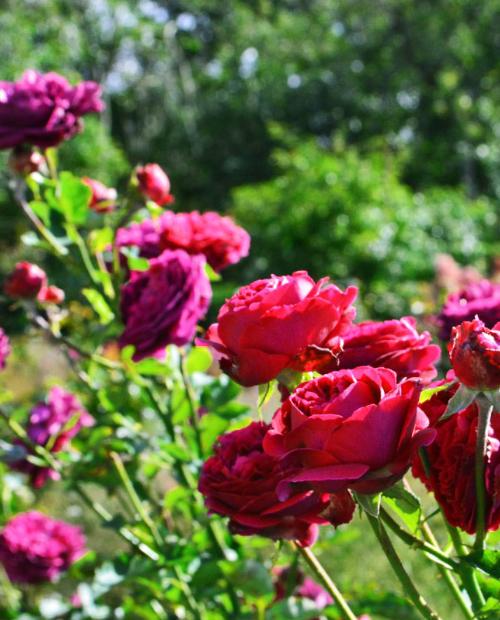 Роза английская пурпурная "Фальстаф" (саженец класса АА+) высший сорт фото-3