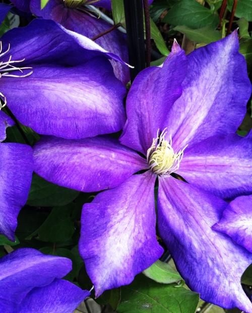 Клематис крупноцветковый фиолетовый "Daniel Deronda" (Даниэль Деронда) (корневая окс) фото-1