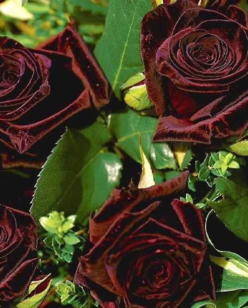 Роза чайно-гибридная черно-красная "Блек баккара" (саженец класса АА+) высший сорт фото-1