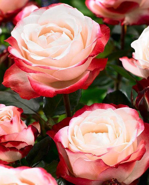 Роза чайно-гибридная Ностальгия бело-красная (саженец класса АА+) высший сорт фото-0