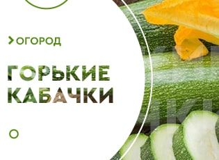 Кабачки горькие на вкус: причины, что делать