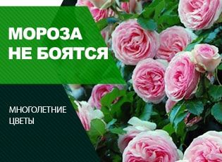 Зимостойкие плетистые розы