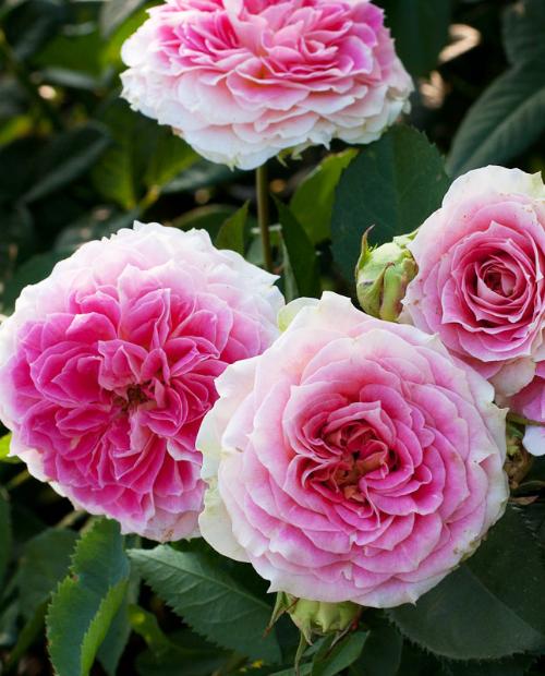 Роза шраб розово-белая "Цезарь" (саженец класса АА+) высший сорт фото-1