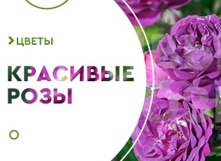 Сорта фиолетовых роз