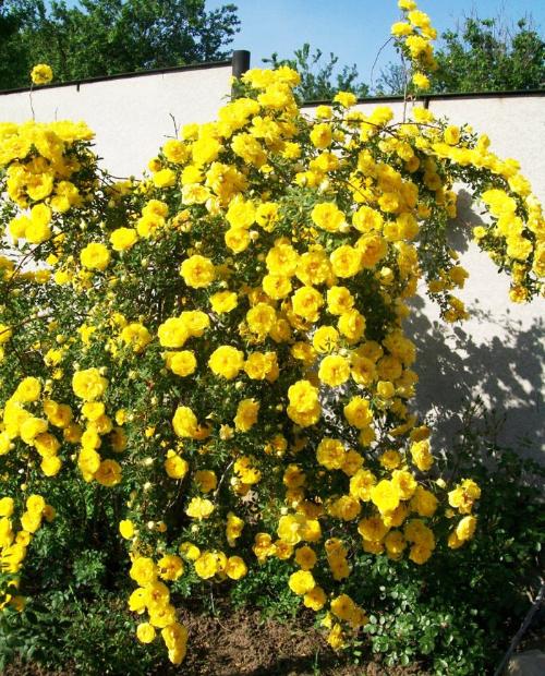 Роза плетистая ярко желтая "Солнце свет" (Sun light) (премиальный морозостойкий сорт) фото-2
