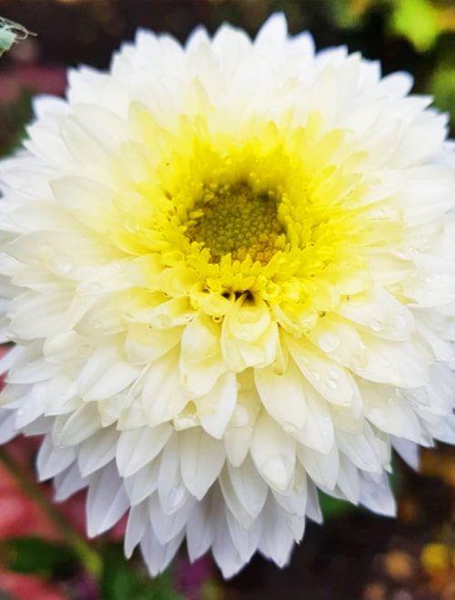 Хризантема махровая белая "Беппи Вайт" (Beppie White) фото-0