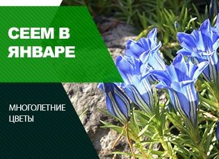 Сеем в январе: ТОП-5 многолетних, красивых цветов