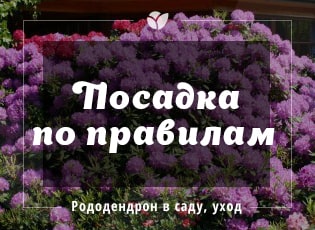 Цветущий рододендрон: посадка и правильный уход