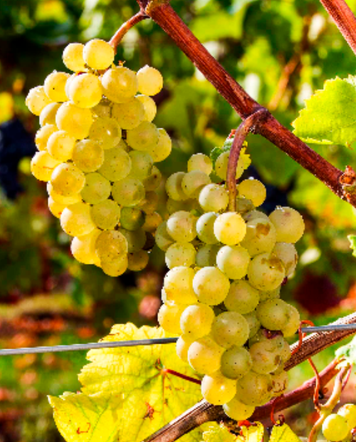 Виноград зеленовато-белый "Алиготе" (винный сорт, средне-раннего срока созревания) фото-1