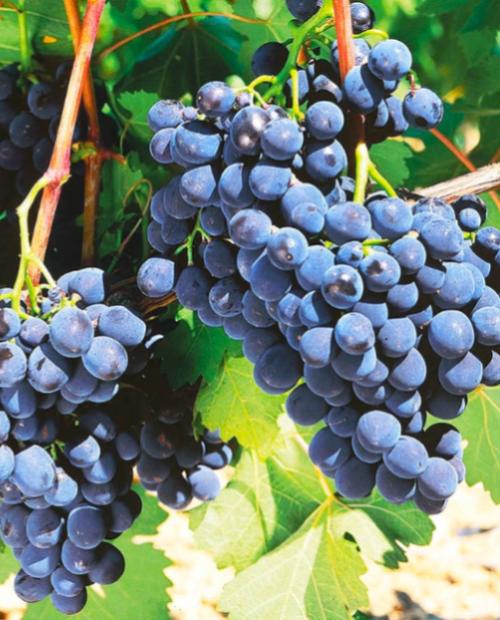 Виноград Августа ярко-синий (винный сорт, средний срок созревания) фото-3