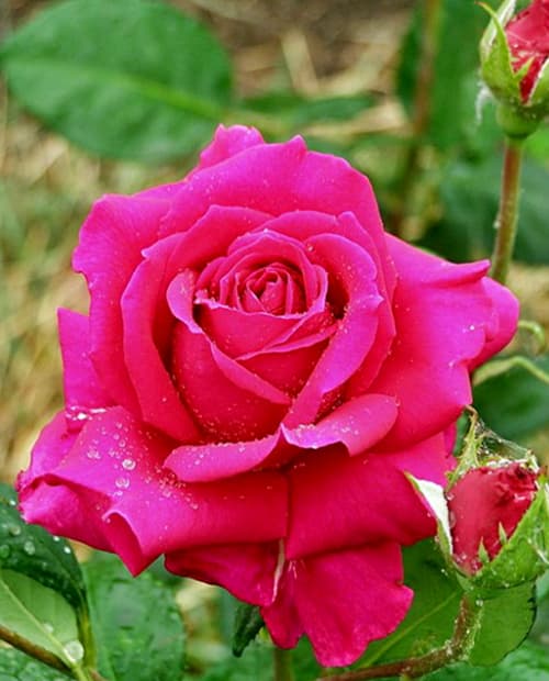 Роза чайно-гибридная Шакира (Shakira) розовая (саженец класса АА+, морозостойкий сорт) фото-0