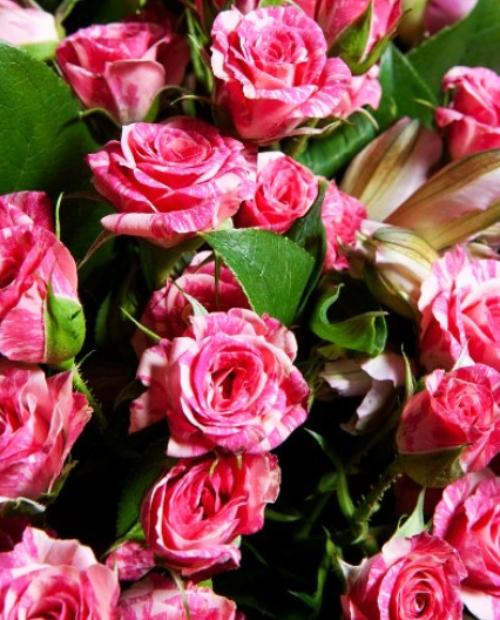 Роза спрей розовая с бело-розовыми полосками "Пинк Флэш" (Pink Flash) (саженец класса АА+) высший сорт фото-3