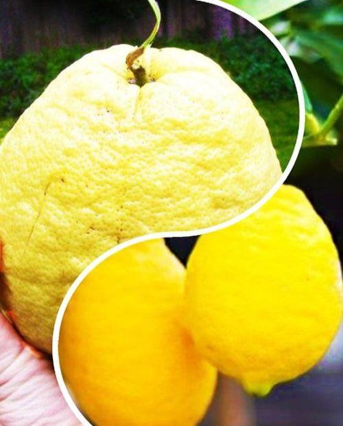 Лимон, комплект из 2-х сортов "Тропический сад" (Tropical garden) 2шт саженцев фото-0