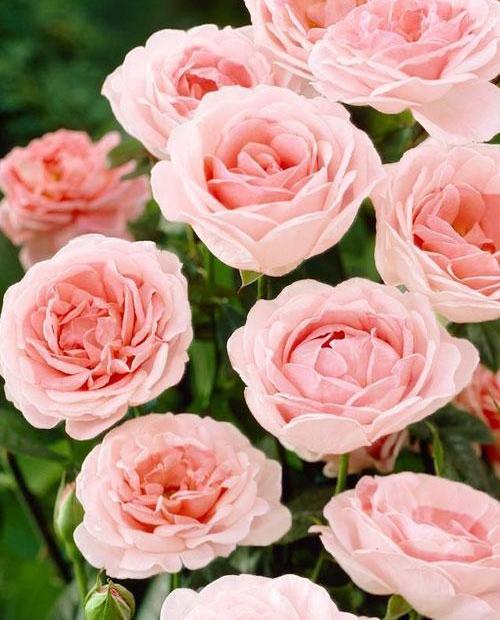 Роза флорибунда нежно-розовая "Мария Тереза" (саженец класса АА+) высший сорт фото-0