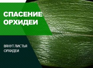 Вялые и морщинистые листья орхидеи: как спасти цветок