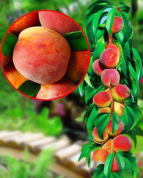 Персик колоновидный Тотем садовода желто-красный (средне-ранний срок созревания) фото-0