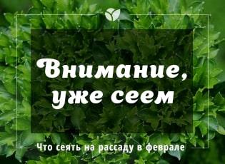 Какие семена высаживают в феврале: цветы и овощи