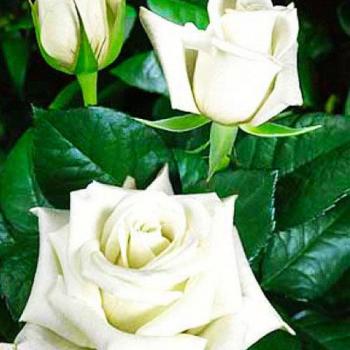 Роза чайно-гибридная белая "Анастасия" (саженец класса АА+) высший сорт
