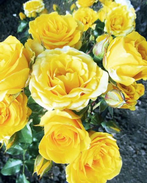 Роза спрей Сан Сити желтая (саженец класса АА+) высший сорт фото-2