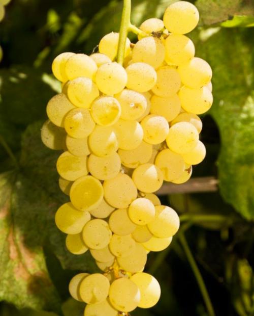 Виноград желтый "Талисман" (столовый сорт, средне-ранний срок созревания) фото-1