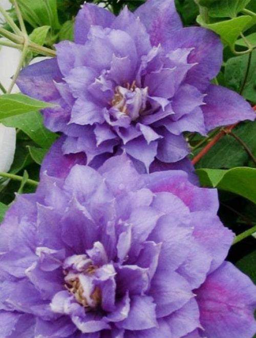 Клематис крупноцветковой махровый Бьюти оф Ворчестер (Beauty of Worcester) сине-фиолетовый (корневая окс) фото-0