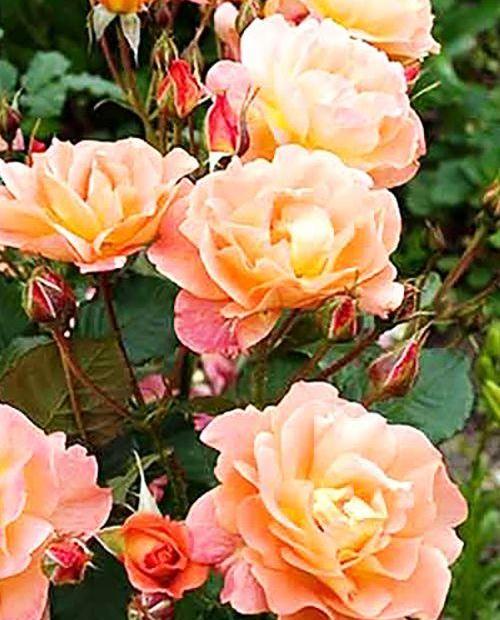 Роза плетистая оранжево-розовая "Полная Луна" (саженец класса АА+) высший сорт  фото-0