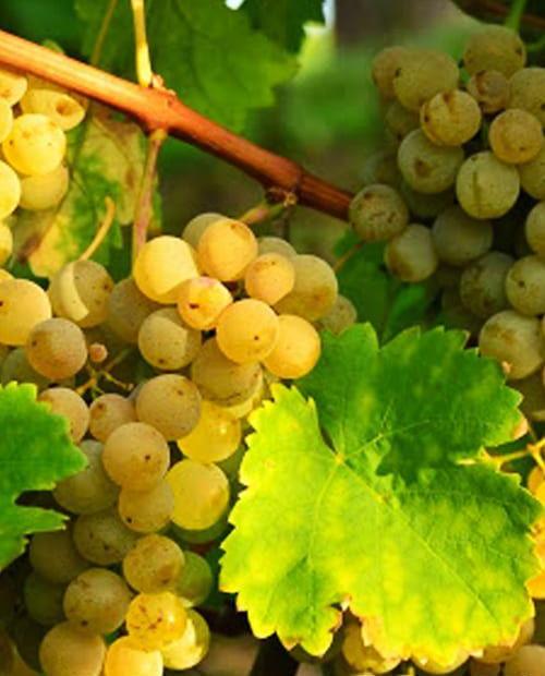 Виноград зеленовато-белый "Алиготе" (винный сорт, средне-раннего срока созревания) фото-0