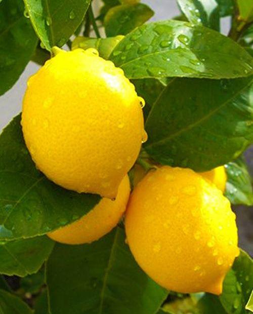 Лимон Лейсан (ремонтантный, крупноплодный сорт) фото-0