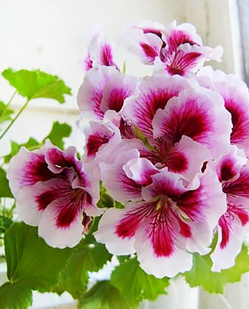 Пеларгония королевская Регалия Лилак (Regalia Lilac) крупноцветковая (контейнер 1шт) фото-2
