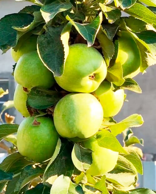 Яблоня колоновидная Икша зеленая (ранний срок созревания) (корневая окс) фото-3
