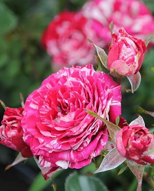 Роза спрей розовая с бело-розовыми полосками "Пинк Флэш" (Pink Flash) (саженец класса АА+) высший сорт фото-0