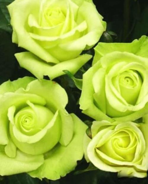 Роза чайно-гибридная лимонная с зеленым оттенком "Супер грин" (саженец класса АА+) высший сорт  фото-2