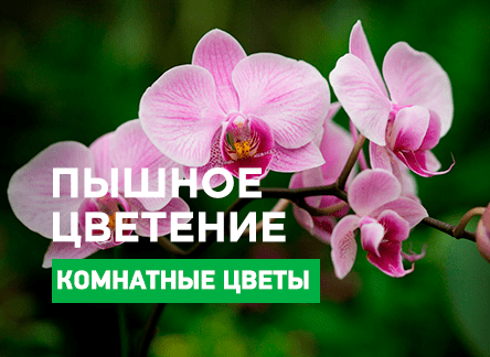 Лучшие удобрения для орхидей