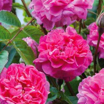 Роза английская ярко-розовая "Боскобель" (саженец класса АА+) высший сорт