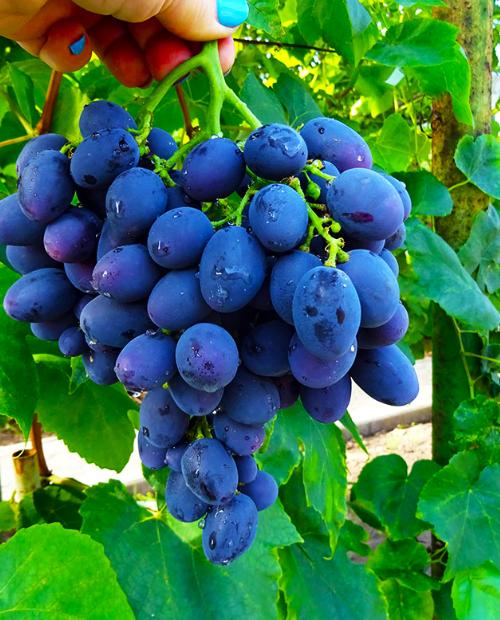 Виноград темно-синий "Гала" (столовый сорт, ранний срок созревания) фото-1
