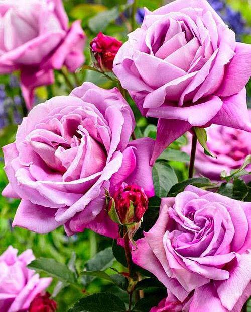Роза чайно-гибридная лилово-сиреневая "Си-си" (саженец класса АА+) высший сорт фото-