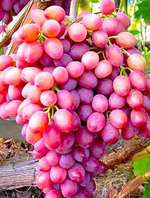 Эксклюзив! Виноград ярко-розовый "Мирби" (премиальный сорт, крупноплодный кишмиш,грозди весом до 1,5 кг) фото-
