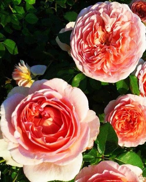 Роза английская абрикосовая "Абрахам Дерби" (саженец класса АА+) высший сорт фото-2