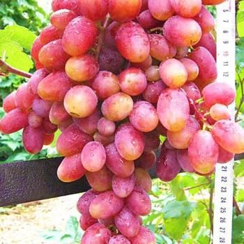 Виноград насыщенно розовый "Юлиан" (столовый ремонтантный сорт, средне-ранний срок созревания)