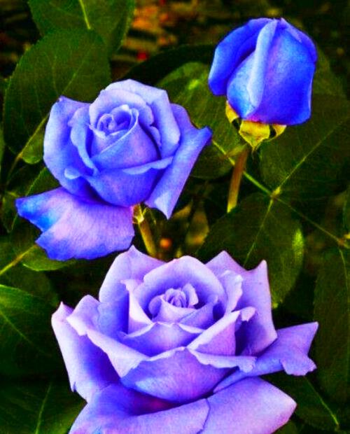 Роза чайно-гибридная Голубой Нил пурпурно-голубая (саженец класса АА+) высший сорт фото-1