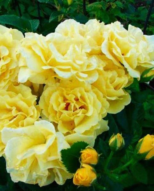 Роза плетистая ярко-желта "Голден Шауэрс" (саженец класса АА+) высший сорт  фото-2