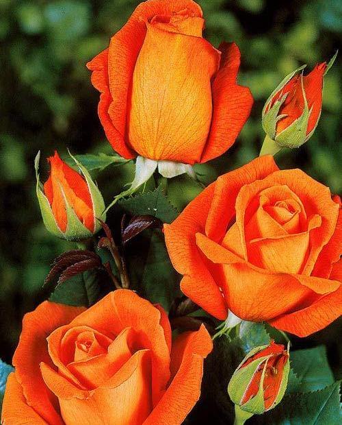 Роза чайно-гибридная Моника оранжевая (саженец класса АА+) высший сорт фото-0
