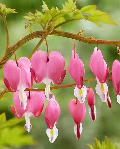 Дицентра великолепная (Dicentra spectabilis) 1шт в упаковке фото-3