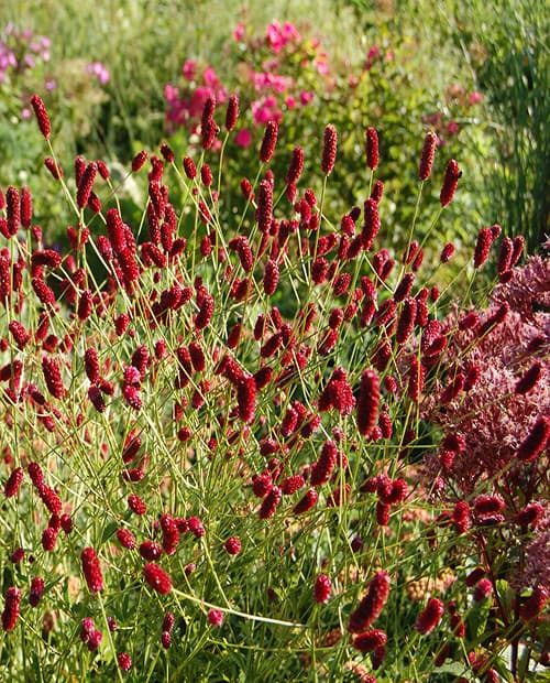 Кровохлебка "Рэд Сансет" (Red Sunset officinalis) 1шт в упаковке фото-1