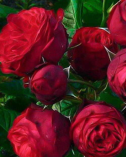 Роза шраб алая "Флорентина" (саженец класса АА+) высший сорт фото-0