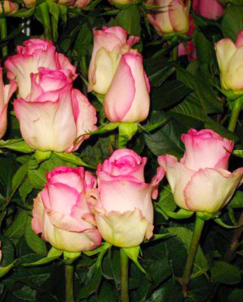 Роза чайно-гибридная Белла Вита биколор (саженец класса АА+) высший сорт фото-2